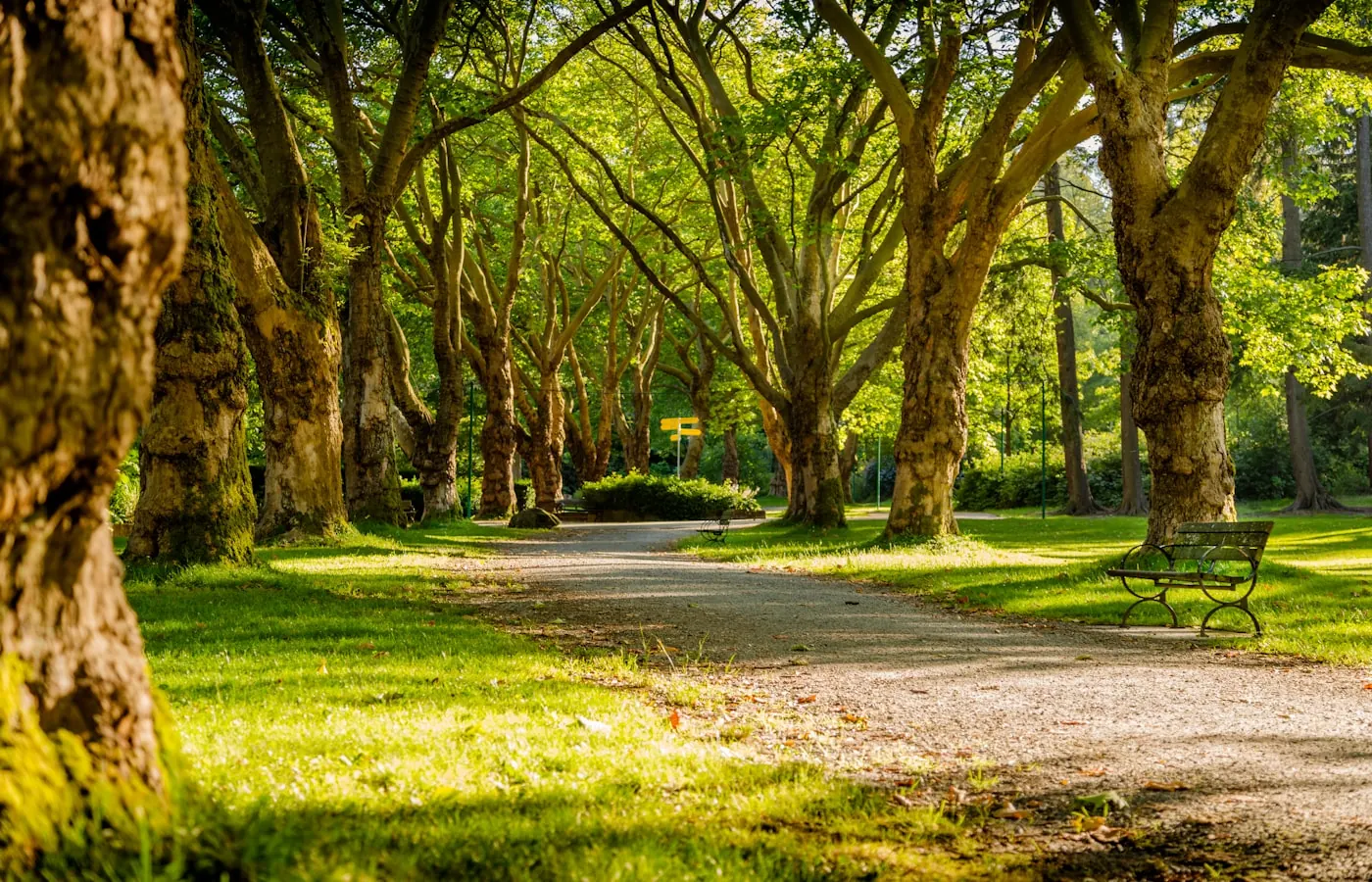 Parque municipal con zonas verdes para convivir